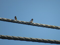 Hirundo rustica erythrogaster