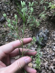 Brickellia eupatorioides texana