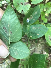 Desmodium viridiflorum