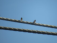 Hirundo rustica erythrogaster