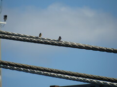 Hirundo rustica erythrogaster