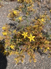 Hypericum perforatum