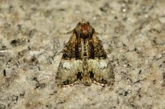 Mesoligia furuncula