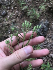 Brickellia eupatorioides texana