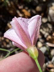 Convolvulus capensis