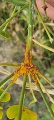Puccinia