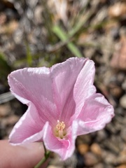 Convolvulus capensis