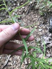 Brickellia eupatorioides texana