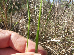 Moraea tricuspidata