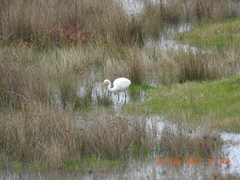 Ardea alba modesta
