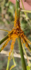 Puccinia