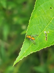 Condylostylus comatus