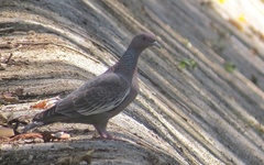 Patagioenas picazuro