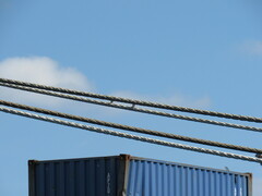 Hirundo rustica erythrogaster