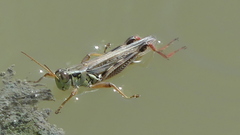Melanoplus