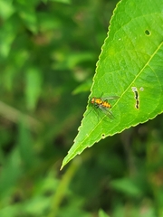 Condylostylus comatus