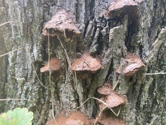 Fuscoporia
