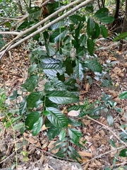 Diospyros maritima