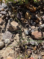 Convolvulus capensis