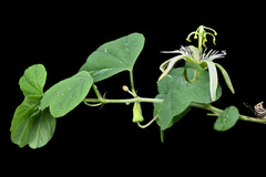 Passiflora pavonis