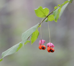 Euonymus verrucosus