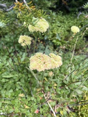 Oligogonum