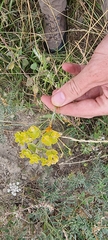 Puccinia