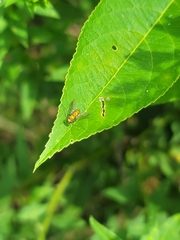 Condylostylus comatus