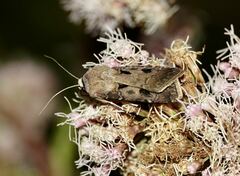 Agrotis exclamationis