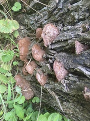 Fuscoporia