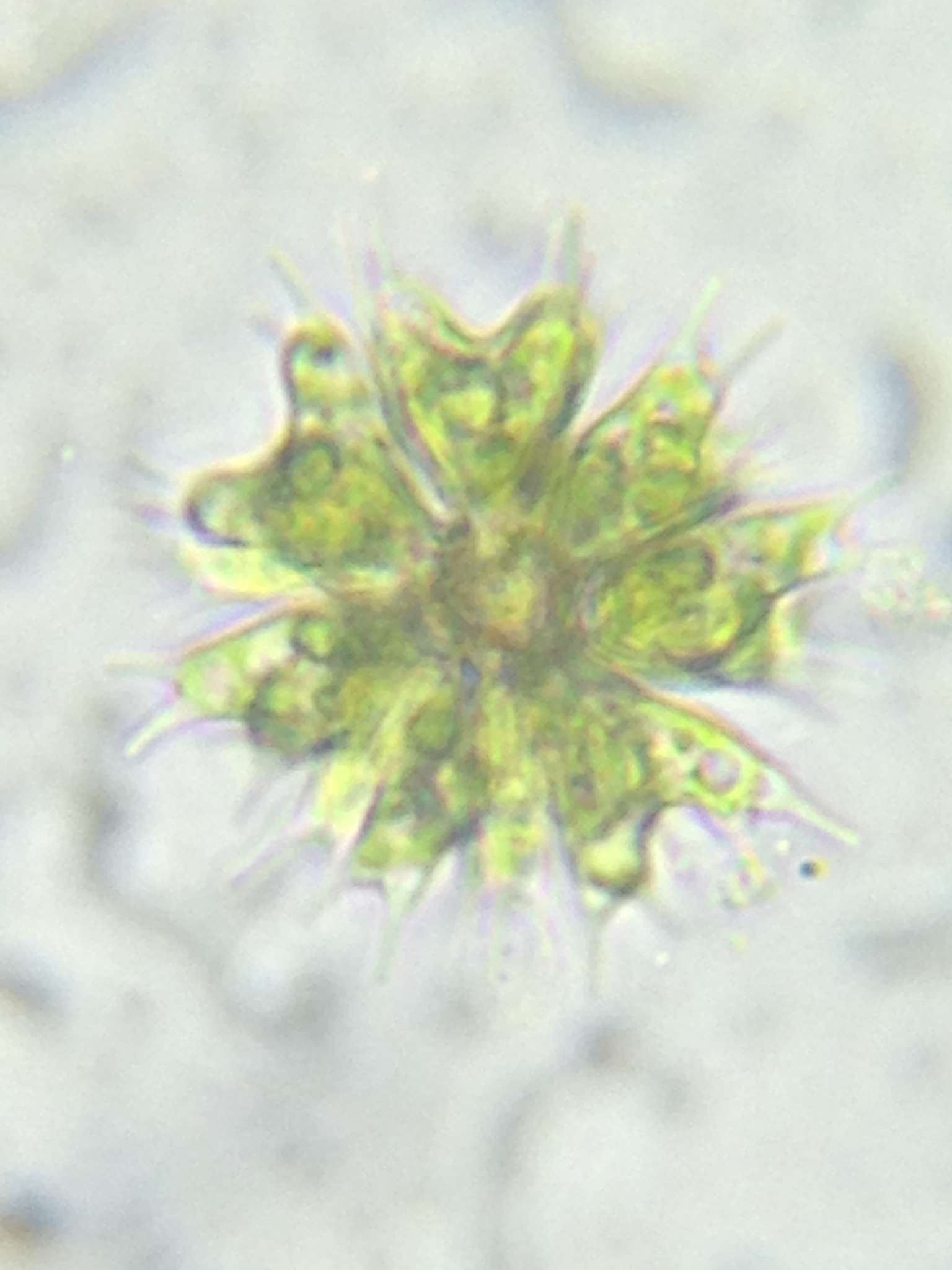 Sorastrum americanum