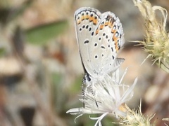 Plebejus melissa