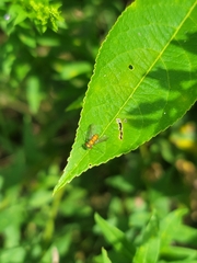 Condylostylus comatus