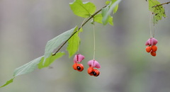 Euonymus verrucosus