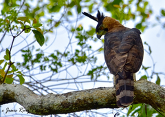 Spizaetus ornatus