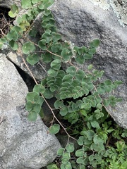 Pellaea cordifolia