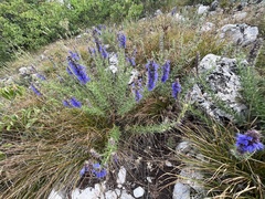 Hyssopus officinalis