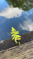 Thelypteris palustris