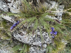 Hyssopus officinalis