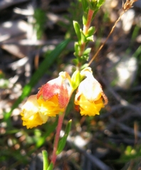 Hermannia concinnifolia