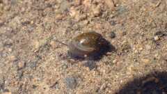 Physinae