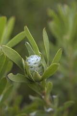 Leucadendron meridianum