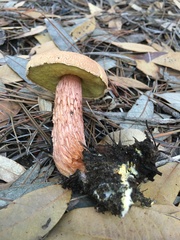 Aureoboletus russellii