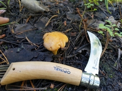 Cantharellus roseocanus