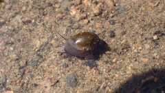 Physinae