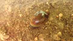 Physinae