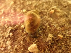 Physinae