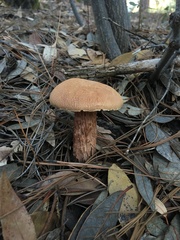 Aureoboletus russellii
