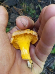 Cantharellus roseocanus
