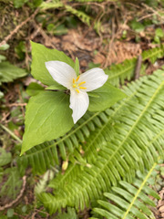Trillium ovatum
